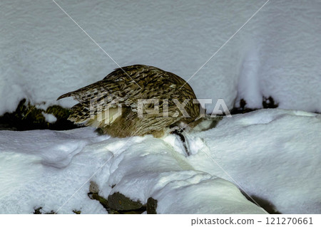 與布萊基斯頓魚貓頭鷹相遇 121270661