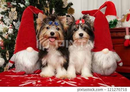 Two Biewer Yorkie puppies with Christmas decorations Two Biewer Yorkie puppies with Christmas decorations 121270718