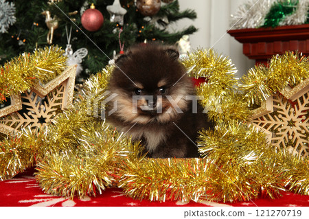 Pomeranian puppy sits adorably among gold tinsel Pomeranian puppy sits adorably among gold tinsel 121270719