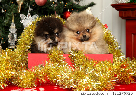Tiny Pomeranian puppies in a red box Tiny Pomeranian puppies in a red box 121270720