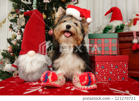Biewer Yorkie puppy wearing a Santa hat 121270721