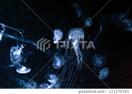 Group of Sanderia Malayensis, Amakusa Jellyfish swimming in aquarium pool with blue neon light 121270763
