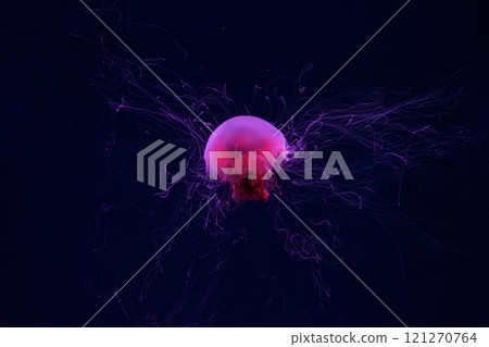 Fluorescent lion's mane jellyfish swimming underwater aquarium pool with red neon light. 121270764