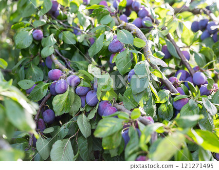 Ripe blue plums ripened on tree branches 121271495
