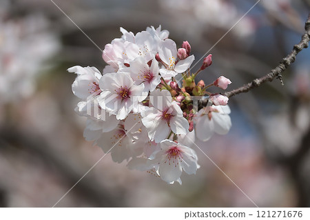 Cherry blossoms in Ibaraki City Cherry blossoms in Ibaraki City 121271676