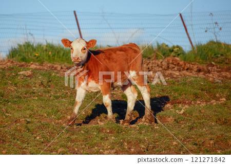 Young Calf Standing in a Green Pasture at Golden Hour Young Calf Standing in a Green Pasture at Golden Hour 121271842