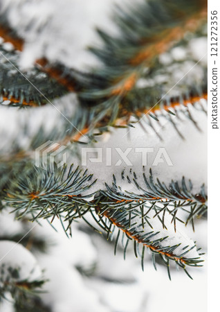 Snow-covered spruce branches close photo. Blue spruce with short needles covered with snow . High quality photo Snow-covered spruce branches close photo. Blue spruce with short needles covered with snow . High quality photo 121272356