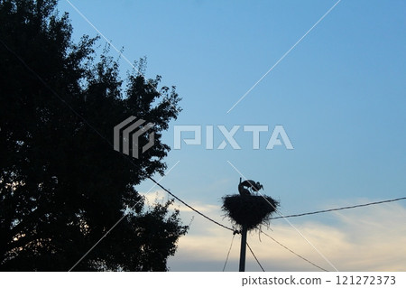 Silhouettes of storksb tree against a blue sky. Flora and fauna in the city Silhouettes of storksb tree against a blue sky. Flora and fauna in the city 121272373