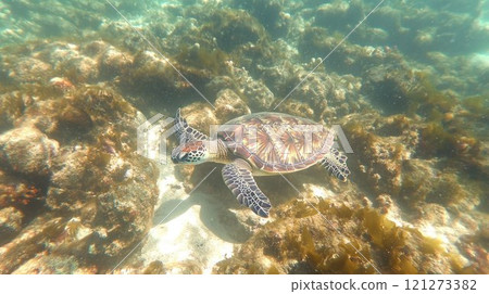 Underwater scene with a turtle among coral. 121273382