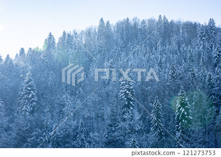 Winter wonderland: snow covering pine trees in a magical forest 121273753