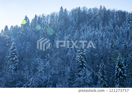 Winter wonderland: snow covering pine trees in a magical forest Winter wonderland: snow covering pine trees in a magical forest 121273757