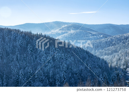 Winter wonderland: snow covering pine trees in a magical forest Winter wonderland: snow covering pine trees in a magical forest 121273758