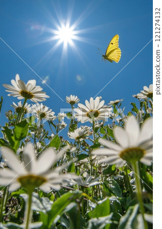 Butterfly hovering over white flowers under bright sun in clear blue sky 121274132