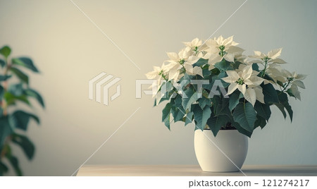 Pink poinsettia in a white pot on a table surrounded by blurred garden background 121274217