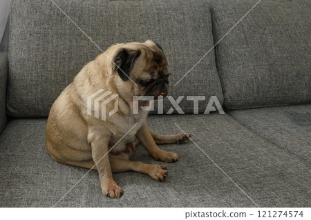 A lonely pug sits on a grey couch, gazing thoughtfully out of the window in early afternoon light. A lonely pug sits on a grey couch, gazing thoughtfully out of the window in early afternoon light. 121274574