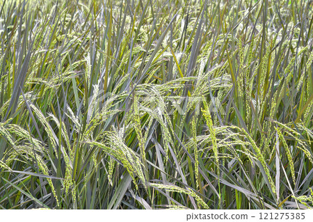 [Ancient rice (purple rice)] 121275385