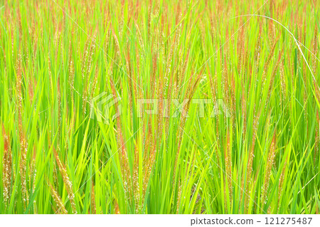 【古米(紅米)】 【古米(紅米)】 121275487