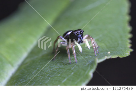 picture of a live spider, an insect picture of a live spider, an insect 121275489