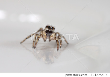 picture of a live spider, an insect picture of a live spider, an insect 121275493