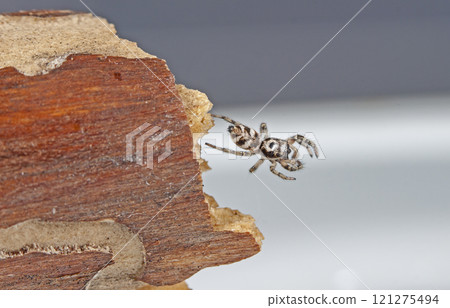 picture of a live spider, an insect picture of a live spider, an insect 121275494