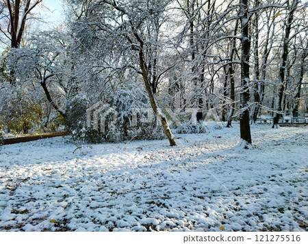 Winter Wonderland in a City Park With Snow-Covered Trees and Bushes 121275516