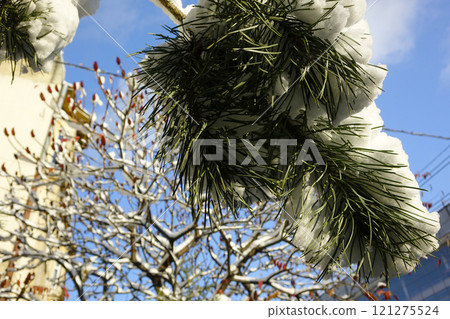 Snow-covered Tree Branches Against a Clear Winter Blue Sky 121275524