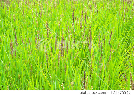 [古米（Aknemochi綠米）] 121275542