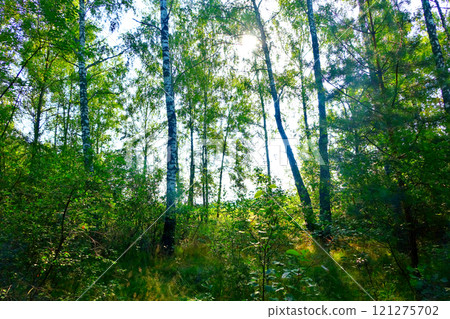Birch forest with green underbrush of grass and bushes with leaves. White trunks against the backdrop of light from the sky. Birch forest with green underbrush of grass and bushes with leaves. White trunks against the backdrop of light from the sky. 121275702
