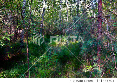 Forest landscape in a birch grove with young pines. Lots of green herbs, bushes and needles. White birch trunks and brown bark on a pine. Forest landscape in a birch grove with young pines. Lots of green herbs, bushes and needles. White birch trunks and brown bark on a pine. 121275703