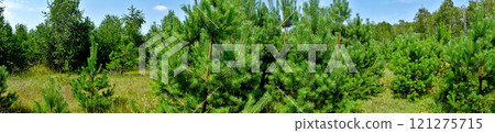 Panorama of young green pine forest against blue sky. There are many needles on the pine branches. 121275715