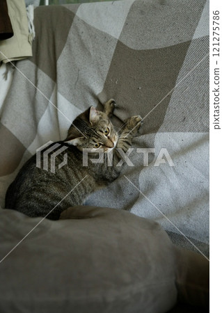 striped domestic cat is resting and playing at home. cute fluffy pet is sitting on parquet or sofa 121275786
