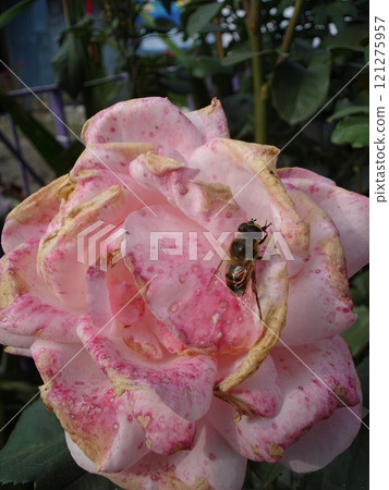 Close-up image of a bee perched on a wilting pink rose with faded petals and visible veins Close-up image of a bee perched on a wilting pink rose with faded petals and visible veins 121275957