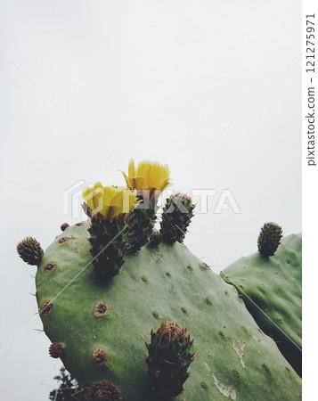 Close-up of green prickly pear cactus featuring blooming yellow flowers and spiny buds set against muted gray sky 121275971