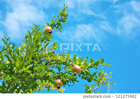 [Pomegranate tree] 121275982