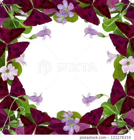 Watercolor frame illustration of vibrant Oxalis Triangularis isolated on white background. 121276359