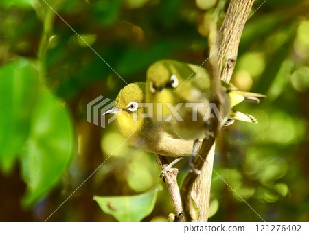 White-eye couples sometimes huddle close to each other to confirm their love for each other. White-eye couples sometimes huddle close to each other to confirm their love for each other. 121276402