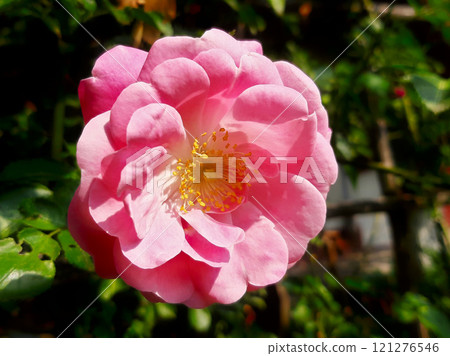Climbing rose flower of light pink color with a yellow core on a background of green leaves Climbing rose flower of light pink color with a yellow core on a background of green leaves 121276546