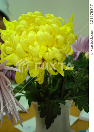 Close Up of a Large Yellow Chrysanthemum in a Vase 121276547