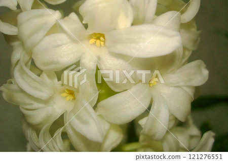 Close-Up of Delicate White Hyacinth Flowers Blooming in the Springtime Close-Up of Delicate White Hyacinth Flowers Blooming in the Springtime 121276551