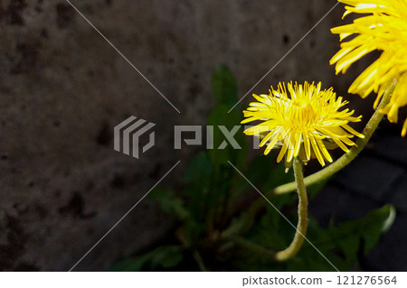 Yellow Dandelion Blooms Against a Textured Gray Background in Springtime Sunlight 121276564