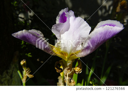 Beautiful Iris Flower Blooming in a Garden During Springtime Beautiful Iris Flower Blooming in a Garden During Springtime 121276566