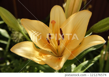 Vibrant Orange Lily Blooming in a Garden Under Bright Sunlight 121276574