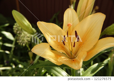 Bright Orange Lily Blooming in a Garden During the Spring Afternoon 121276575