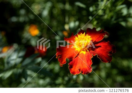 A Vibrant Marigold Flower Blooming in a Sunny Garden During Late Spring 121276576