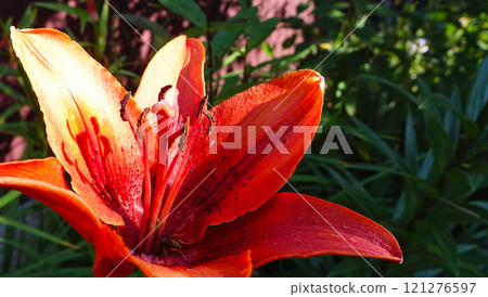 Orange tiger lily flower bud. In a cup of a flower, a striped insect, a wasp or a bee, looks for pollen. Closeup of pollen stamens and flower pistils. 121276597