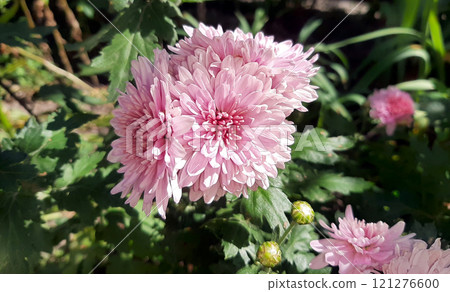 Pink chrysanthemums on a green bush. Blooming flowers and buds on a sunny day 121276600