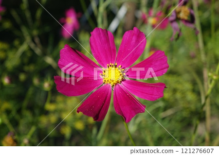 The flower is a red cosmos with a yellow bud center. Cosmos from asters with petals macro close-up. The flower is a red cosmos with a yellow bud center. Cosmos from asters with petals macro close-up. 121276607