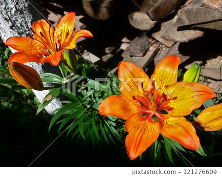 Tiger lily - Flower bushes on green stems on a background of firewood 121276609