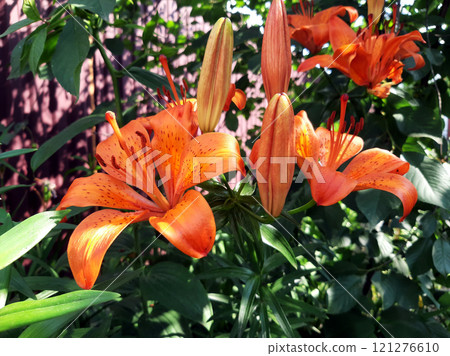 Tiger lily - Lilium lancifolium. A group of plants are orange lilies with unopened buds Tiger lily - Lilium lancifolium. A group of plants are orange lilies with unopened buds 121276610