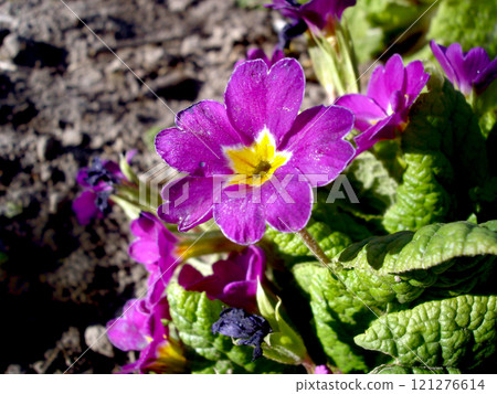 Viola with purple flower petals on green bush with leaves, planted in open soil in a flower garden 121276614